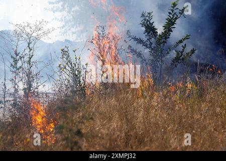 Les incendies de forêt et de steppe sèche complètement détruire les champs et les steppes au cours d'une grave sécheresse. Apporte des catastrophes les dommages infligés à la nature ordinaire et de l'économie de Banque D'Images