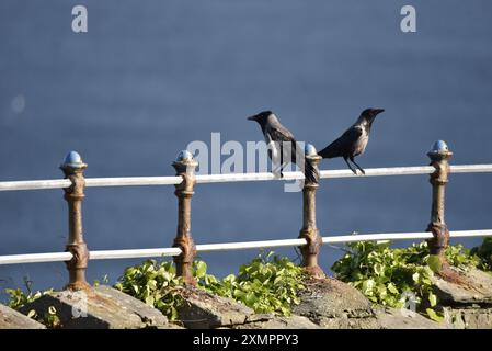 Two Hooded Crows (Corvus cornix) perché dos à dos sur des balustrades surplombant la mer, lors d'un après-midi ensoleillé sur l'île de Man, Royaume-Uni en juin Banque D'Images