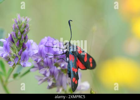 Gros plan du papillon Zygaena loti se nourrissant de fleurs bleues Banque D'Images