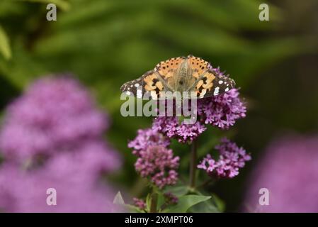 Image macro d'une Dame Butterfly peinte (Vanessa cardui) sur le dessus de fleurs sauvages roses, antennes face à l'avant et ailes ouvertes, prise sur l'île de Man Banque D'Images