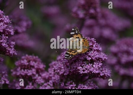 Vue de dessus de Painted Lady Butterfly (Vanessa cardui), à droite de l'image, sur des fleurs sauvages roses, antennes pointant vers la gauche de l'image, prise sur l'île de Man Banque D'Images