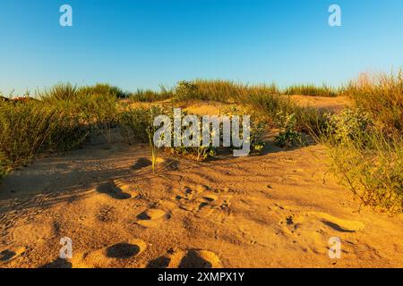 Dune de sable avec végétation désertique Banque D'Images