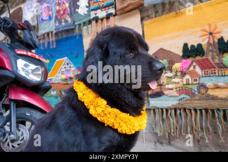 Chien orné de soucis et de tikka pour le festival annuel Tihar de novembre à Katmandou, Népal Banque D'Images