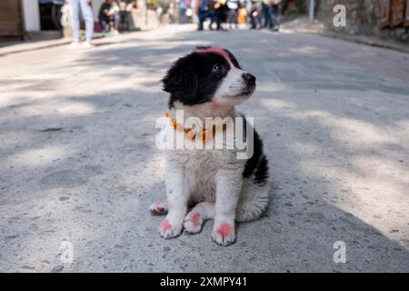 Chien orné de soucis et de tikka pour le festival annuel Tihar de novembre à Katmandou, Népal Banque D'Images