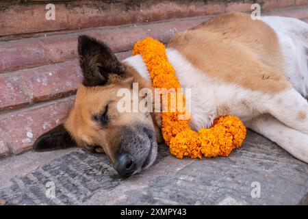 Chien orné de soucis et de tikka pour le festival annuel Tihar de novembre à Katmandou, Népal Banque D'Images