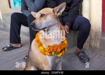 Chien orné de soucis et de tikka pour le festival annuel Tihar de novembre à Katmandou, Népal Banque D'Images