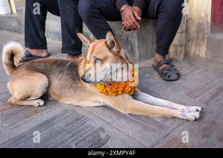 Chien orné de soucis et de tikka pour le festival annuel Tihar de novembre à Katmandou, Népal Banque D'Images