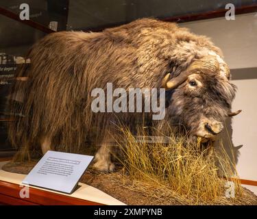 Boeuf musqué taxidermié, Ovibos moschatus, exposé au Musée d'histoire naturelle de l'Utah, Salt Lake City, Utah. Banque D'Images