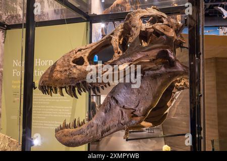 Crâne coulé d'un Tyrannosaurus rex carnivore au Musée d'histoire naturelle de l'Utah, Salt Lake City, Utah. Banque D'Images