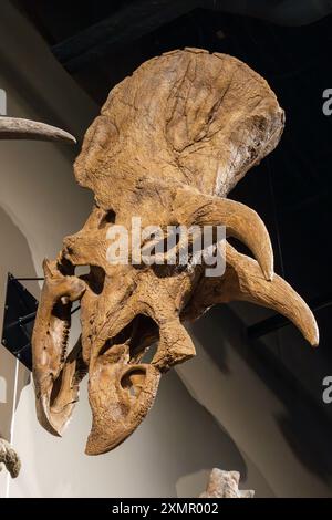 Crâne de Triceratops horridus, un dinosaure cératopsidé, au Musée d'histoire naturelle de l'Utah, Salt Lake City, Utah. Banque D'Images