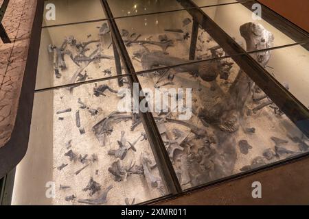 Exposition d'os d'Allosaurus fragilis trouvés dans une carrière de dinosaures au Musée d'histoire naturelle de l'Utah, Salt Lake City, Utah. Banque D'Images