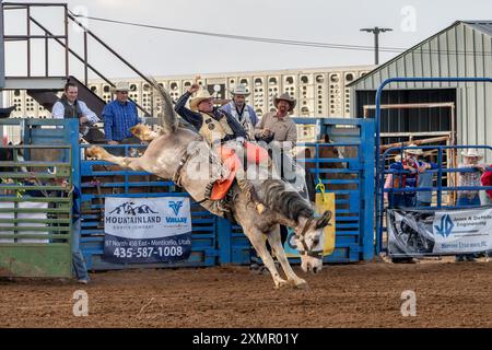 Un cow-boy de rodéo professionnel sur un cheval de bouc dans l'épreuve bareback dans un rodéo dans l'Utah. Banque D'Images