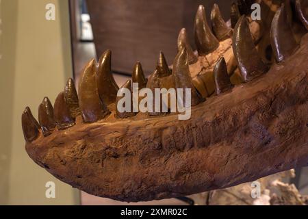 Dents mandibulaires d'un Tyrannosaurus rex carnivore au Musée d'histoire naturelle de l'Utah, Salt Lake City, Utah. Banque D'Images