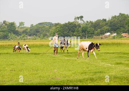 Cumilla, Bangladesh- 21 avril 2024 : un berger et des enfants emmènent des vaches dans le champ pour faire paître dans le champ du village. Banque D'Images