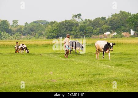 Cumilla, Bangladesh- 21 avril 2024 : un berger et des enfants emmènent des vaches dans le champ pour faire paître dans le champ du village. Banque D'Images