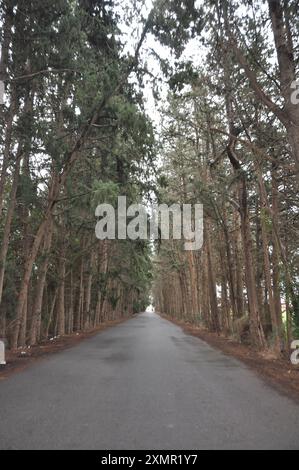 La belle route asphaltée vide au milieu des arbres luxuriants poussant à Chypre Banque D'Images