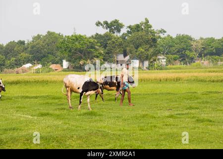 Cumilla, Bangladesh- 21 avril 2024 : un berger et des enfants emmènent des vaches dans le champ pour faire paître dans le champ du village. Banque D'Images