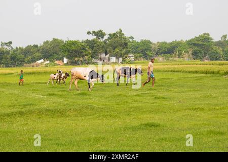 Cumilla, Bangladesh- 21 avril 2024 : un berger et des enfants emmènent des vaches dans le champ pour faire paître dans le champ du village. Banque D'Images