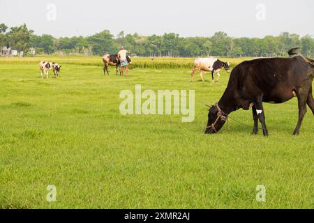 Cumilla, Bangladesh- 21 avril 2024 : un berger et des enfants emmènent des vaches dans le champ pour faire paître dans le champ du village. Banque D'Images