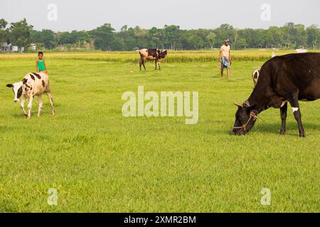 Cumilla, Bangladesh- 21 avril 2024 : un berger et des enfants emmènent des vaches dans le champ pour faire paître dans le champ du village. Banque D'Images