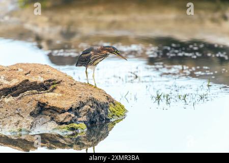 Héron vert (Butorides virescens) assis sur un rocher sur le fleuve Potomac. Chesapeake et Ohio canal National Historical Park. Maryland. ÉTATS-UNIS Banque D'Images