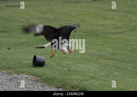 Un caracara Crested volant à Thorp Perrow Arboretum Banque D'Images