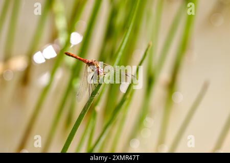 Libellule dard commun (Sympetrum striolatum) reposant sur une plante aquatique au bord d'un étang dans la campagne de l'Essex au Royaume-Uni. Banque D'Images