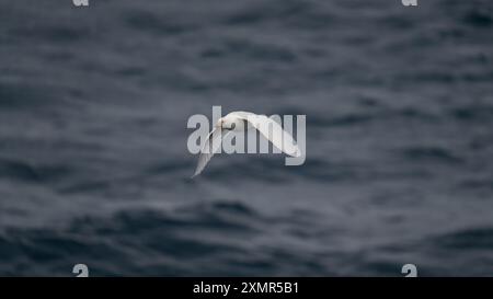 Antarctique Petrel oiseau Fermer oiseau en vol au-dessus de l'océan. Banque D'Images