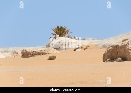 Désert occidental d'Egypte, trésor géologique Banque D'Images