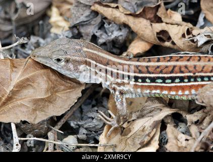 Ameiva à sept lignes, lagartija terrestre de cola azul, Holcosus septemlineatus, Isla de la Plata, Parque Nacional Machalilla, province de Manabí, Équateur Banque D'Images