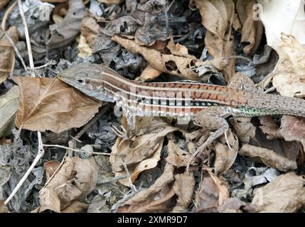 Ameiva à sept lignes, lagartija terrestre de cola azul, Holcosus septemlineatus, Isla de la Plata, Parque Nacional Machalilla, province de Manabí, Équateur Banque D'Images