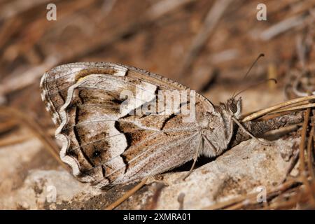 Papillon blanc feston (Hipparchia fidia) perché sur la roche et beau bokeh dans le parc naturel de la Sierra de Mariola, Alcoy, Espagne Banque D'Images