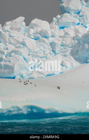 Incroyables pingouins chevauchent grand iceberg belle nature scène pile de neige et de glace Turquoise eau paysage photographie faune beauté Banque D'Images