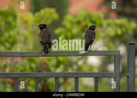 Deux oiseaux myna indiens, perchés sur une clôture métallique, regardant dans des directions opposées. Banque D'Images