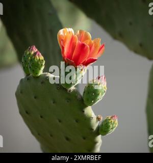 Une fleur de cactus entièrement ouverte, avec quelques bourgeonnants, sur une feuille de poire épineuse par une journée ensoleillée. Banque D'Images