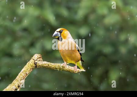 Gros plan d'un Hawfinch mâle, Coccothraustes coccothraustes, pendant la tempête de pluie reposant sur une branche horizontale sur un fond vert foncé flou Banque D'Images