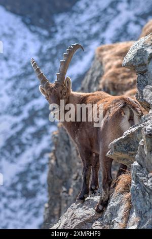 Bouquetin alpin mâle (Caprex) face à une falaise incroyablement raide sur fond de pentes enneigées, Alpes, Italie. Chèvre de montagne sauvage dans son habitat. Banque D'Images