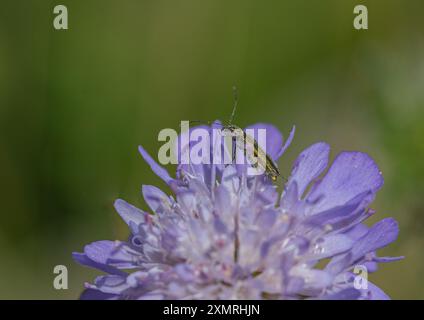 Un faux coléoptère à huile ou coléoptère à cuisse gonflée - Oedemera nobilis une femelle verte irisée sur un champ Scabious ( Knautia arvensis ). Suffolk, Royaume-Uni Banque D'Images