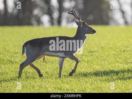 Un cerf en jachère mûr (Dama dama ), montrant ses bois tout en courant à travers le blé d'hiver . Suffolk, Royaume-Uni Banque D'Images