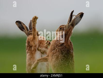 Lièvres de boxe - fisticuffs . Gros plan d'un lièvre brun mâle et d'une femelle (Lepus europaeus) se frappant et devenant physique. Suffolk Royaume-Uni Banque D'Images