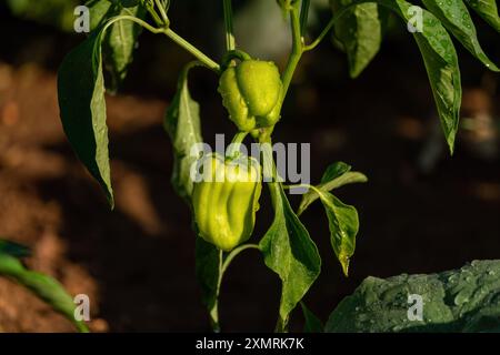 Poivrons farcis cultivés dans le jardin Banque D'Images