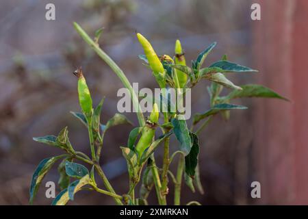 Piments piments cultivés dans le jardin Banque D'Images