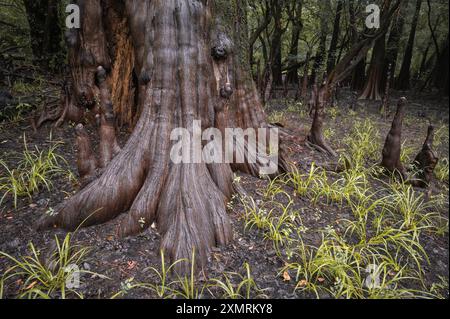 Marécage de cyprès chauve (Taxodium distichum), rivière Waccamaw, Caroline du Nord Banque D'Images