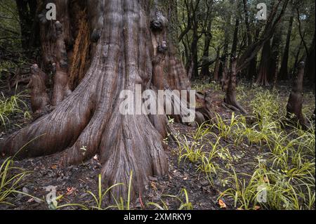 Marécage de cyprès chauve (Taxodium distichum), rivière Waccamaw, Caroline du Nord Banque D'Images