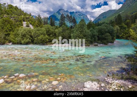 Une rivière Soca dynamique coule doucement à travers une forêt dense, révélant un lit rocheux sous ses eaux cristallines. Verdure environnante et majestueux mou Banque D'Images
