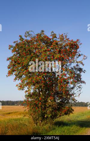 Rowan ou arbuste de frêne de montagne plein de corymbes de baies rouges mûres dans un environnement rural Banque D'Images