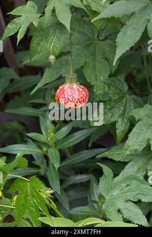 Abutilon striatum, mauve indienne de veine rouge Banque D'Images