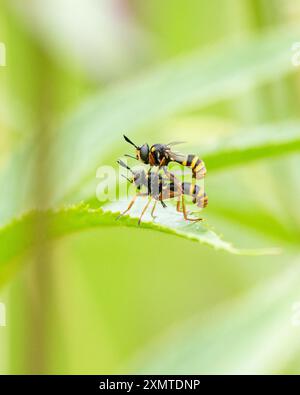 Quatre attrapeurs d'abeilles à bandes (conops quadrifasciatus) mouches à tête épaisse - mâle conops quadrifasciatus Riding femelle - Écosse, Royaume-Uni Banque D'Images