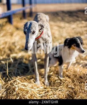 Deux chiens errants sauvés dans une ferme rurale à Séville, Espagne. Les chiens sont dans un environnement bienveillant et sûr. Banque D'Images