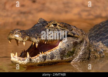 Alligator se prélassant au soleil sur les rives de la rivière Tres Irmãos, rencontre du Parc des eaux, Parque Encontro das Águas, Pantanal du Mato Grosso, Brésil Banque D'Images